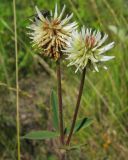 Trifolium montanum. Верхушка цветущего растения с кормящейся мухой. Татарстан, Бавлинский р-н. 01.07.2013.