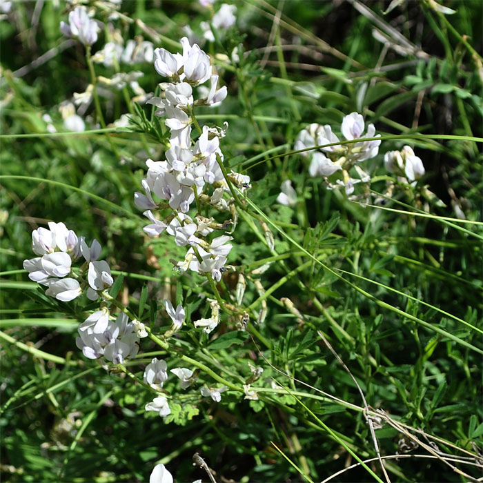 Image of Oxytropis dasypoda specimen.