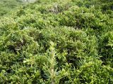 Juniperus sargentii. Куртинка. Курильские о-ва, о. Шикотан, склон горы Шикотан. 16.06.2013.