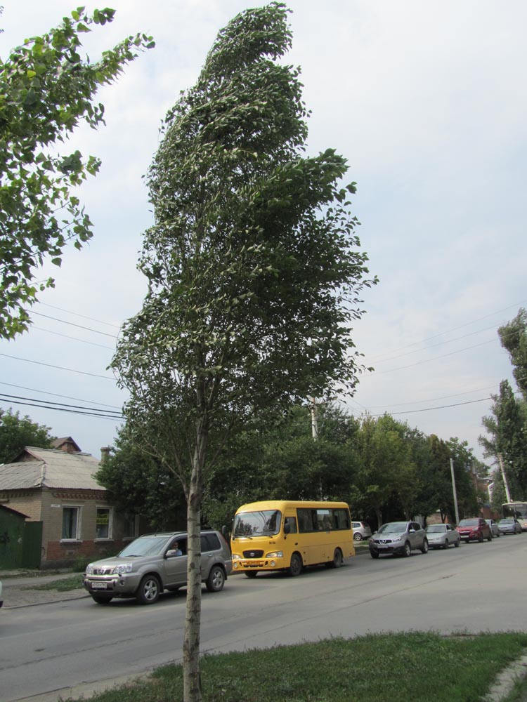 Image of Populus simonii specimen.