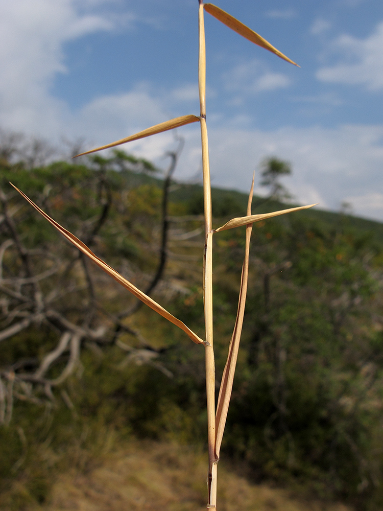 Image of Cleistogenes serotina specimen.