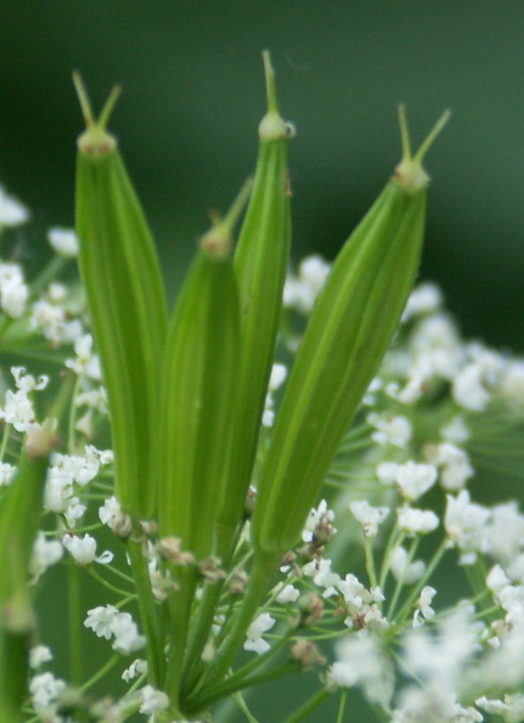 Image of Myrrhis odorata specimen.