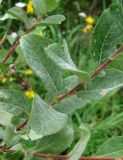 genus Salix