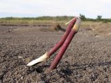 Phragmites australis. Часть корневища. Краснодарский край, окр. г. Крымск, глиняный карьер. 31.08.2013.