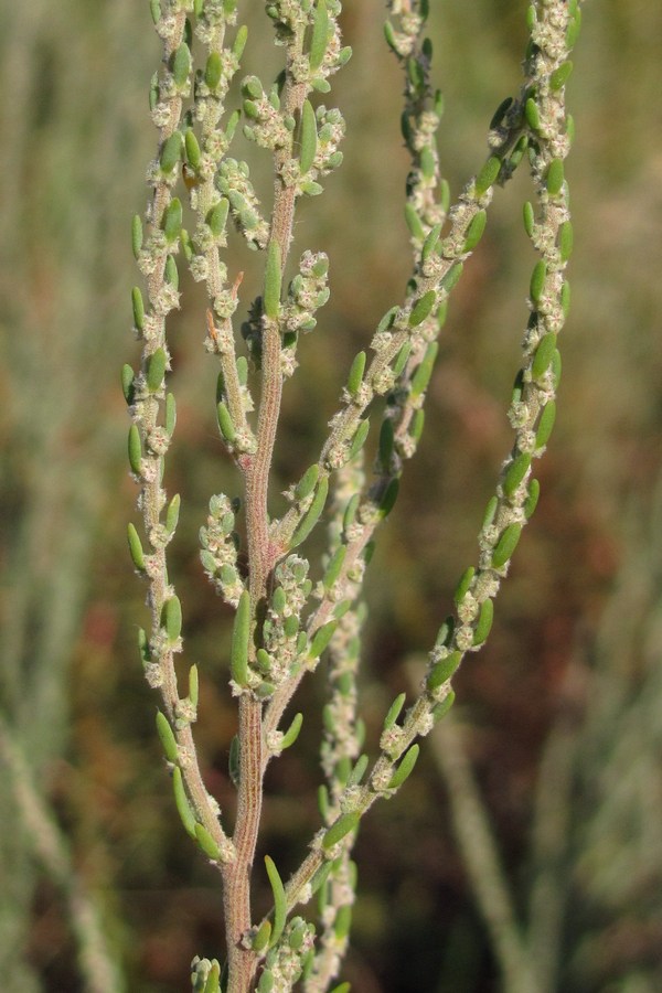 Изображение особи Sedobassia sedoides.