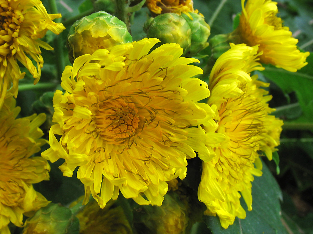 Image of Sonchus congestus specimen.
