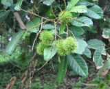 Nephelium lappaceum
