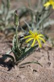 Scorzonera circumflexa. Цветущее растение. Южный Казахстан, восточная граница пустыни Кызылкум. 05.05.2013.