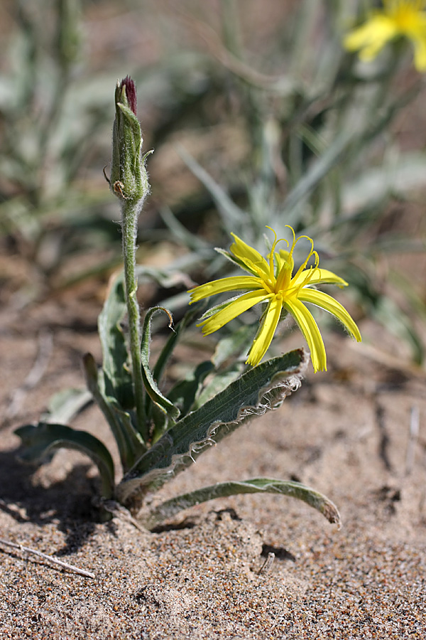 Изображение особи Scorzonera circumflexa.