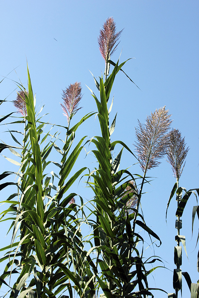 Изображение особи Arundo donax.