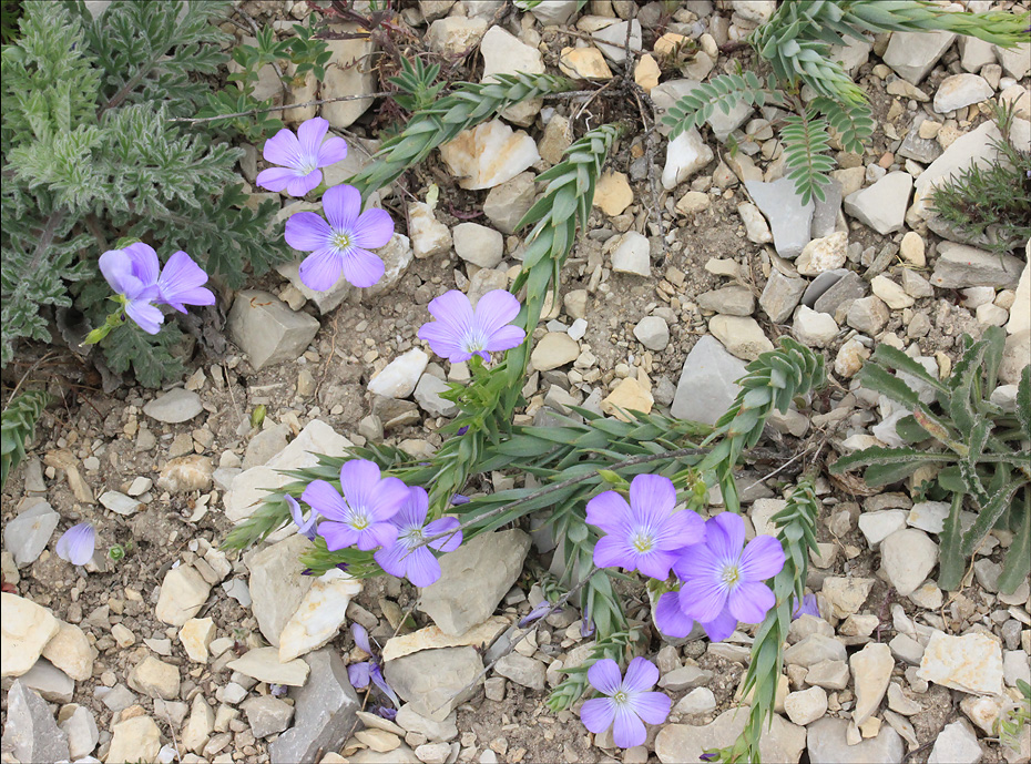 Изображение особи Linum nervosum.