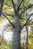 Populus tomentosa