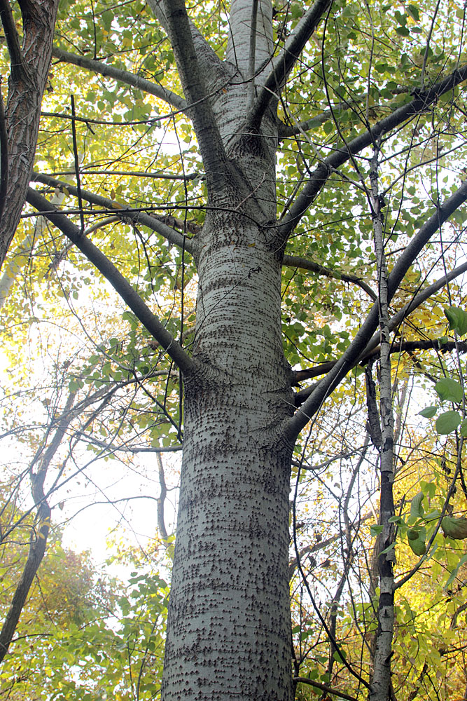 Изображение особи Populus tomentosa.