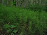 Equisetum pratense. Заросль. Камчатский край, Елизовский р-н, окр. г. Петропавловск-Камчатский, ольховый лес. 14.07.2013.