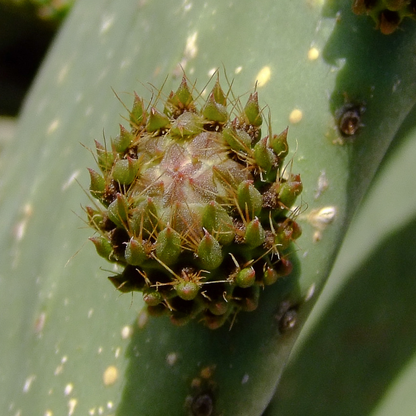 Изображение особи Opuntia ficus-indica.