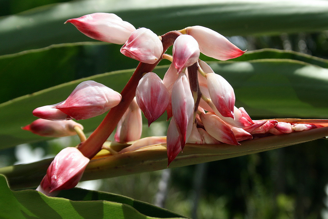 Изображение особи род Alpinia.