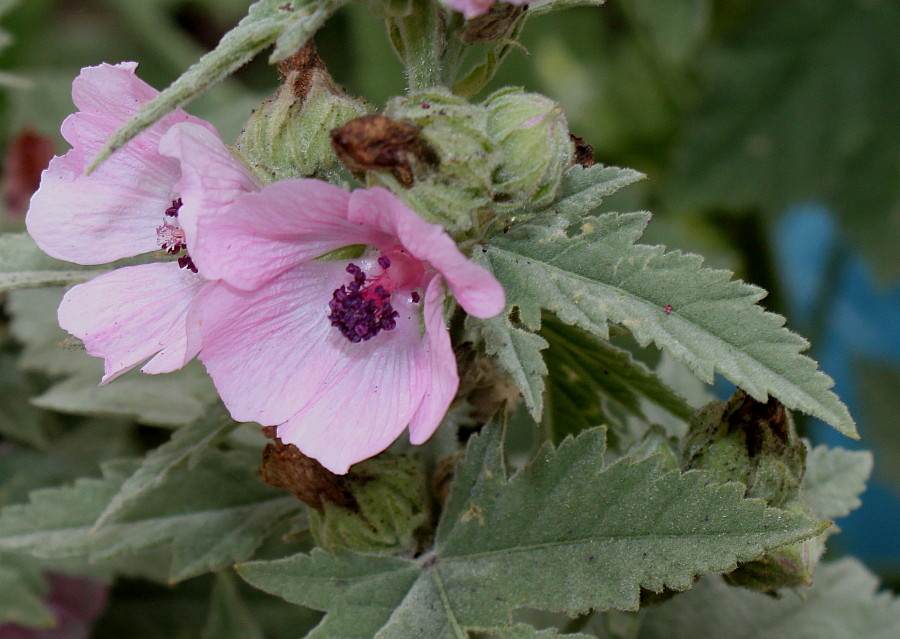 Изображение особи Althaea taurinensis.