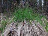 Carex cespitosa. Цветущее растение. Свердловская обл., окр. г. Североуральск, миниатюрное высыхающее болотце в кустарнике между заводью и основанием первой террасы с сосново-еловым лесом. 25.05.2013.