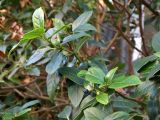 Viburnum tinus. Верхушка веточки плодоносящего растения. Германия, г. Хаген. Декабрь 2013 г.