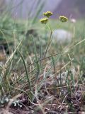 Bupleurum densiflorum