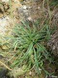 Plantago coronopus