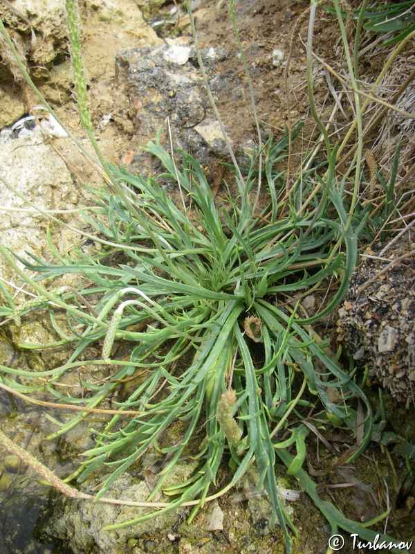 Изображение особи Plantago coronopus.