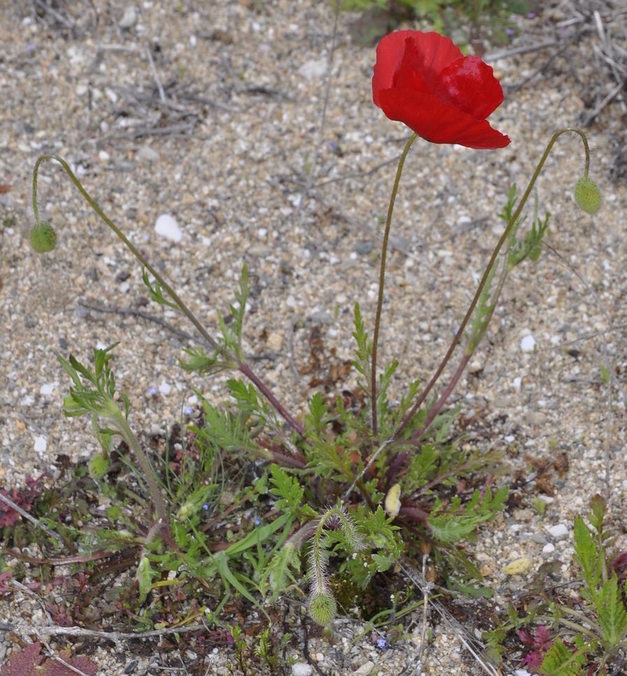 Image of Papaver lecoqii specimen.