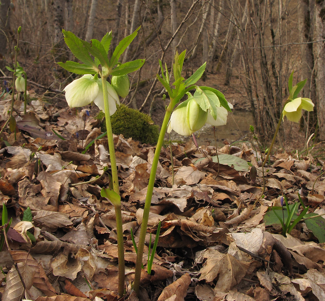 Image of Helleborus caucasicus specimen.