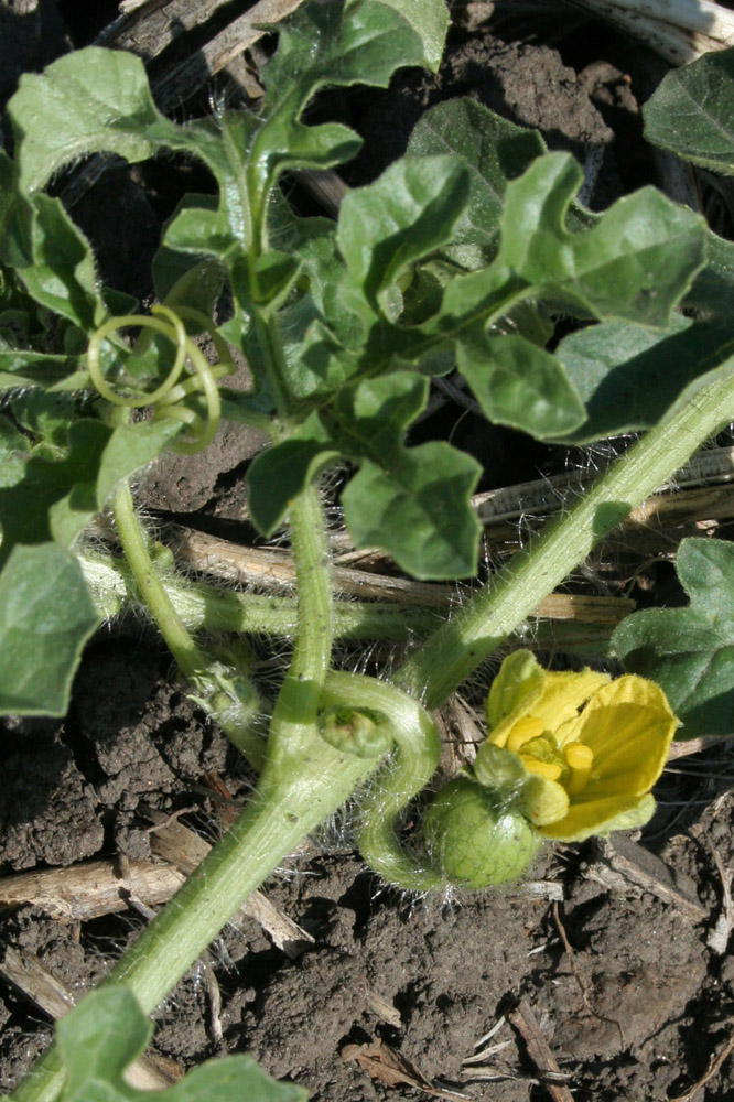 Изображение особи Citrullus lanatus ssp. vulgaris.