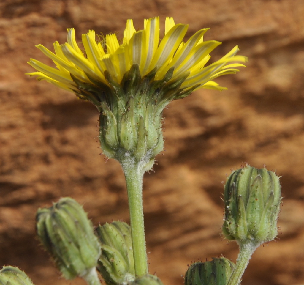 Изображение особи Sonchus asper.