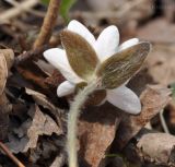 Hepatica asiatica. Цветок, вид со стороны чашечки. Приморский край, Шкотовский р-н, пос. Подъяпольск, склон, поросший кустарником. 26.04.2014.