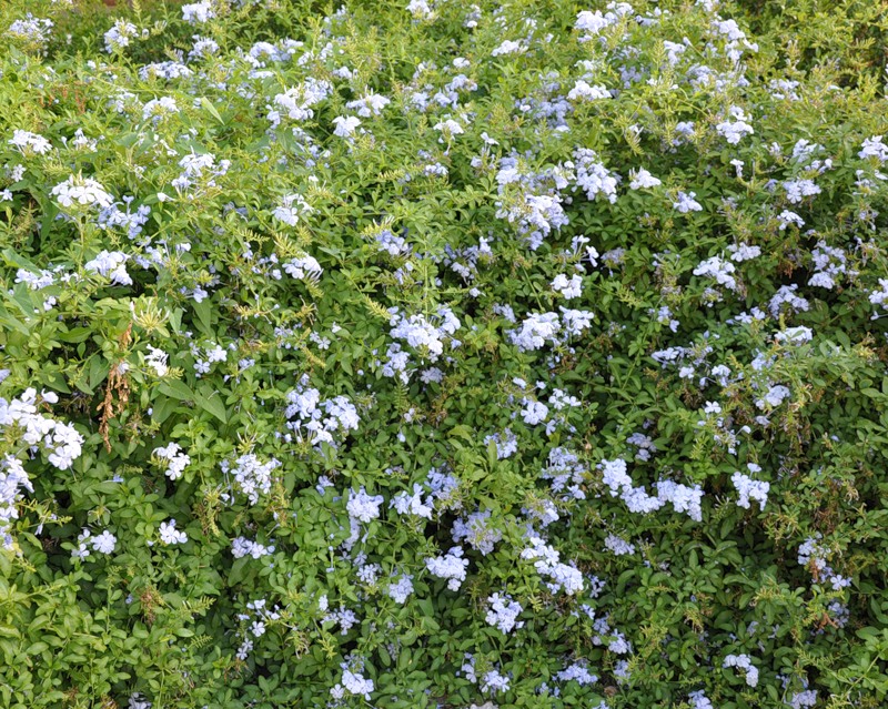 Изображение особи Plumbago auriculata.