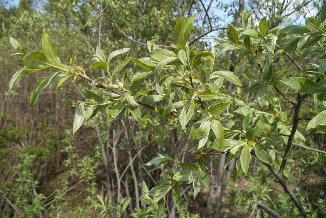 Image of Salix &times; smithiana specimen.