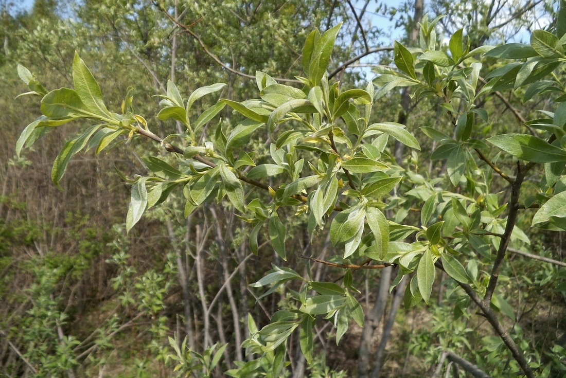 Image of Salix × smithiana specimen.