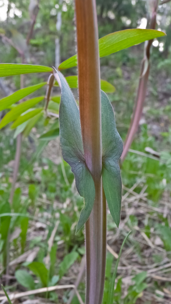 Image of Lathyrus pisiformis specimen.