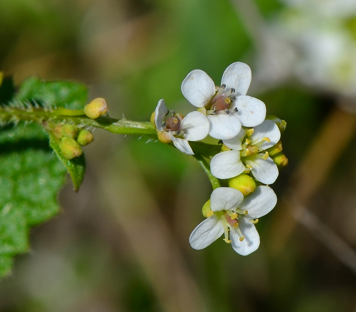 Image of Crambe hispanica specimen.