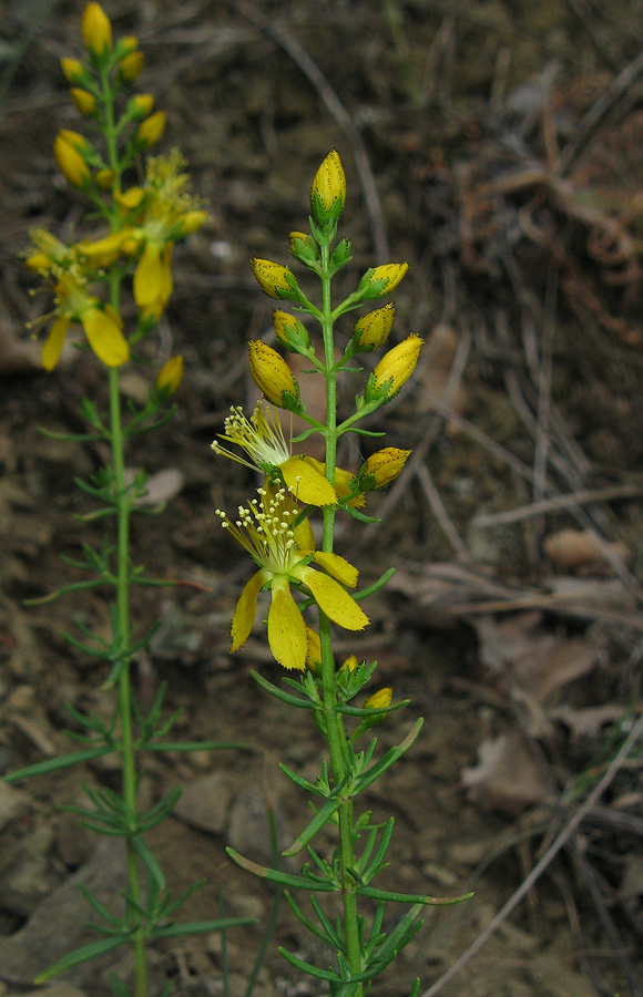 Изображение особи Hypericum lydium.