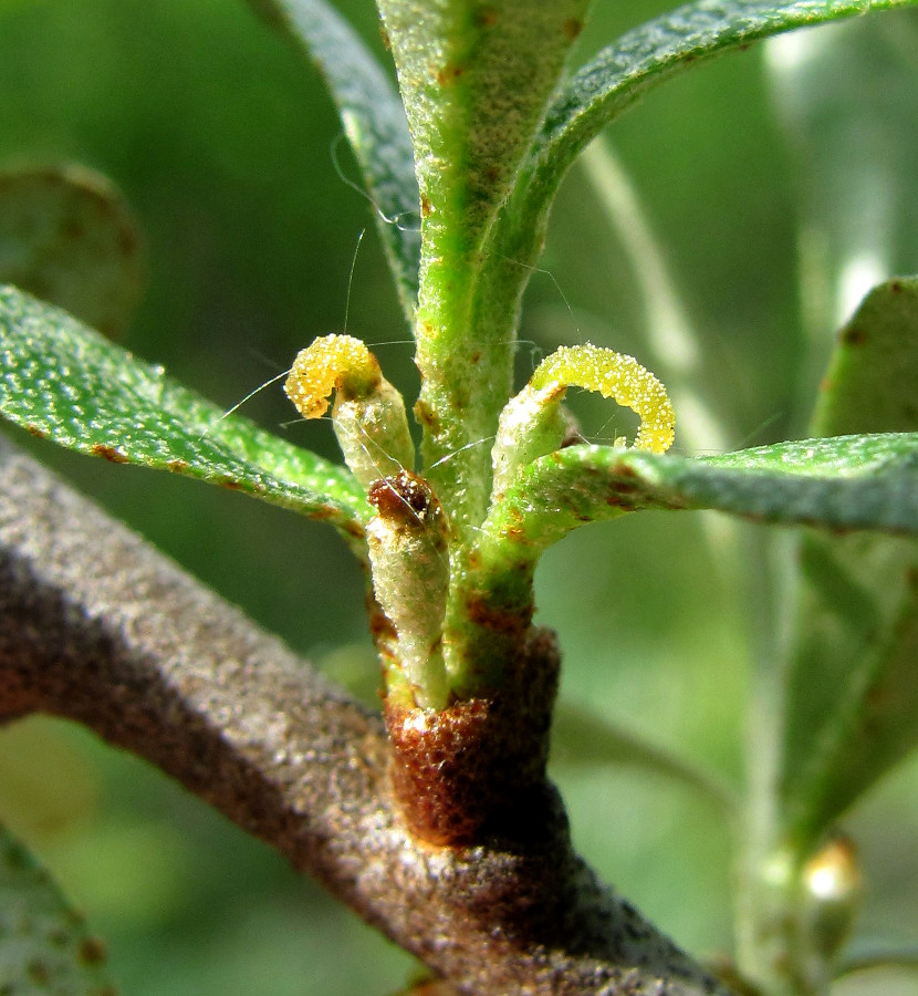 Image of Hippophae rhamnoides specimen.