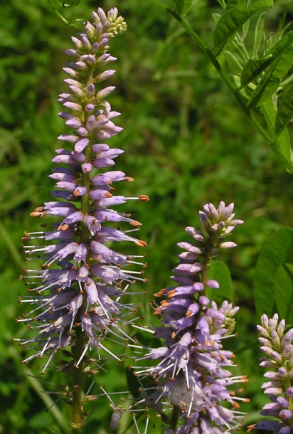 Image of Veronica daurica specimen.