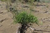 Ephedra lomatolepis
