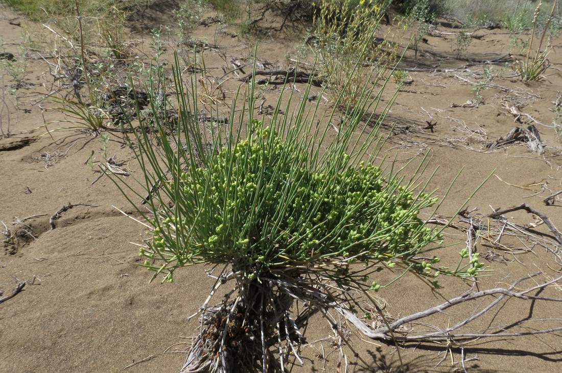 Изображение особи Ephedra lomatolepis.