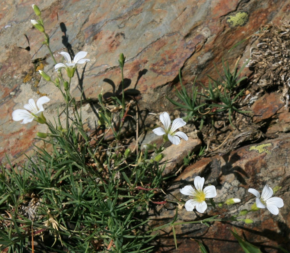 Image of Minuartia circassica specimen.