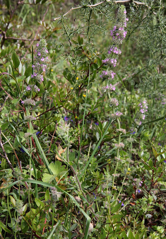 Image of Micromeria nervosa specimen.