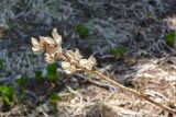 Cardiocrinum cordatum