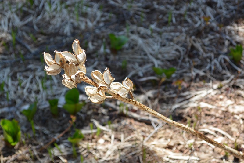 Image of Cardiocrinum cordatum specimen.