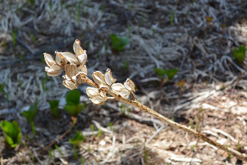 Изображение особи Cardiocrinum cordatum.