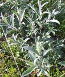 Salix lapponum