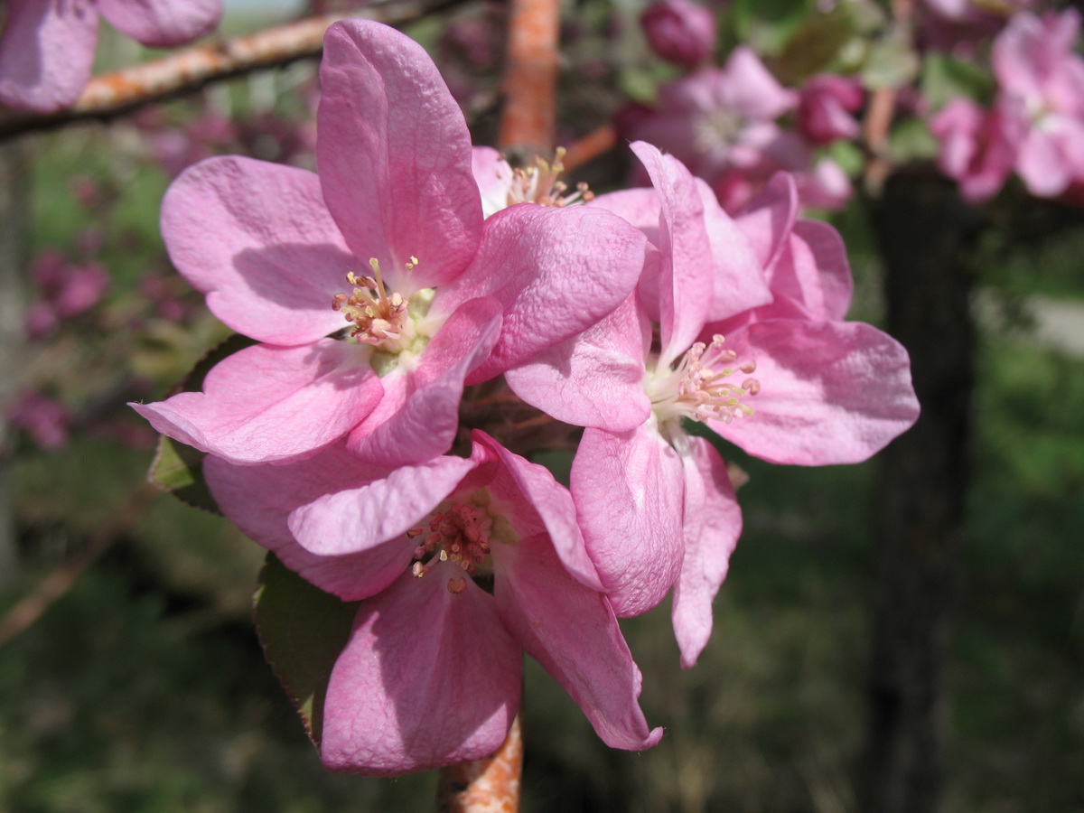 Изображение особи Malus niedzwetzkyana.