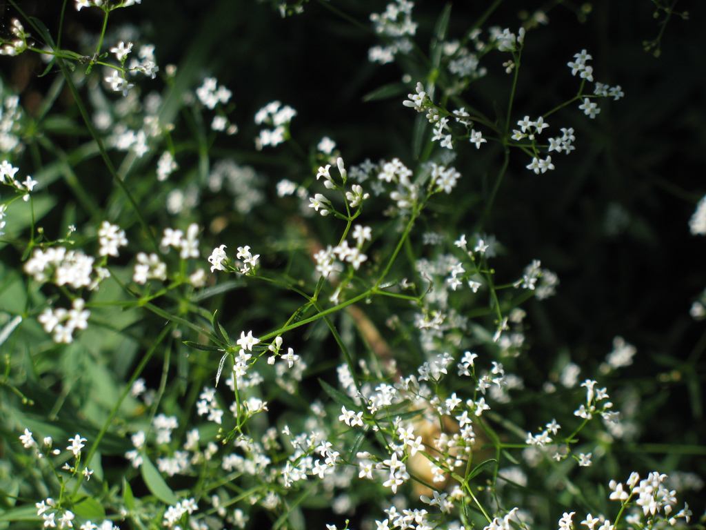 Изображение особи Galium octonarium.