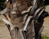 Trachycarpus fortunei. Средняя часть ствола с основаниями черешков обрезанных листьев. Германия, г. Дюссельдорф, Ботанический сад университета. 03.07.2014.
